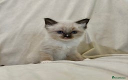 Ragdoll cats for sale: Beautiful Ragdoll kittens - Image 10