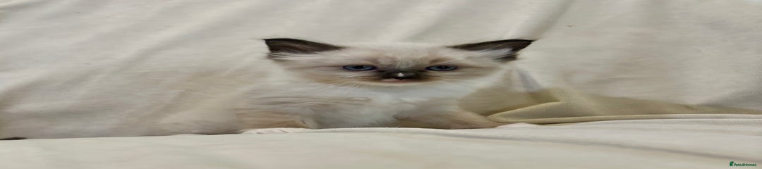 Ragdoll Kitten 3