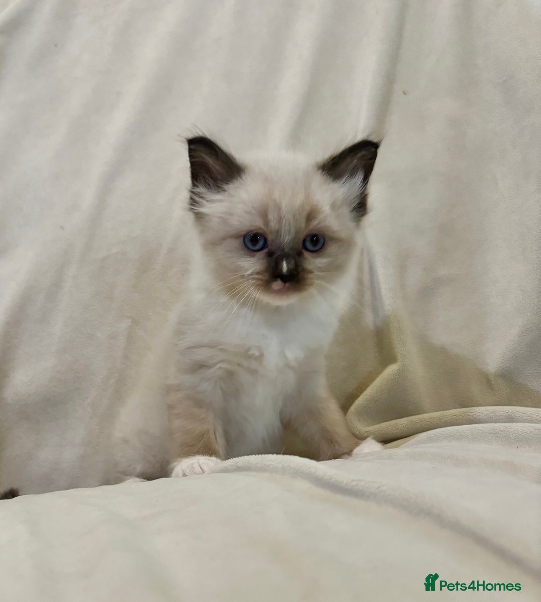 Ragdoll cats for sale: Beautiful Ragdoll kittens - Image 10
