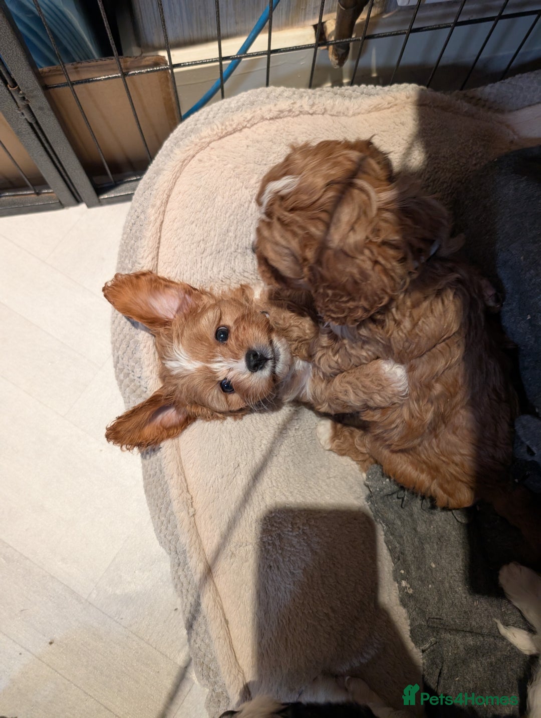 Cavapoo dogs for sale: ❤️F1 CAVAPOO GIRL❤️ HEALTH TESTED PARENTS!🐩 - Advert 11