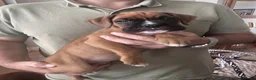 Boxer dogs for sale: Beautiful Boxer Puppies ready for new homes in West Bromwich - Advert 9