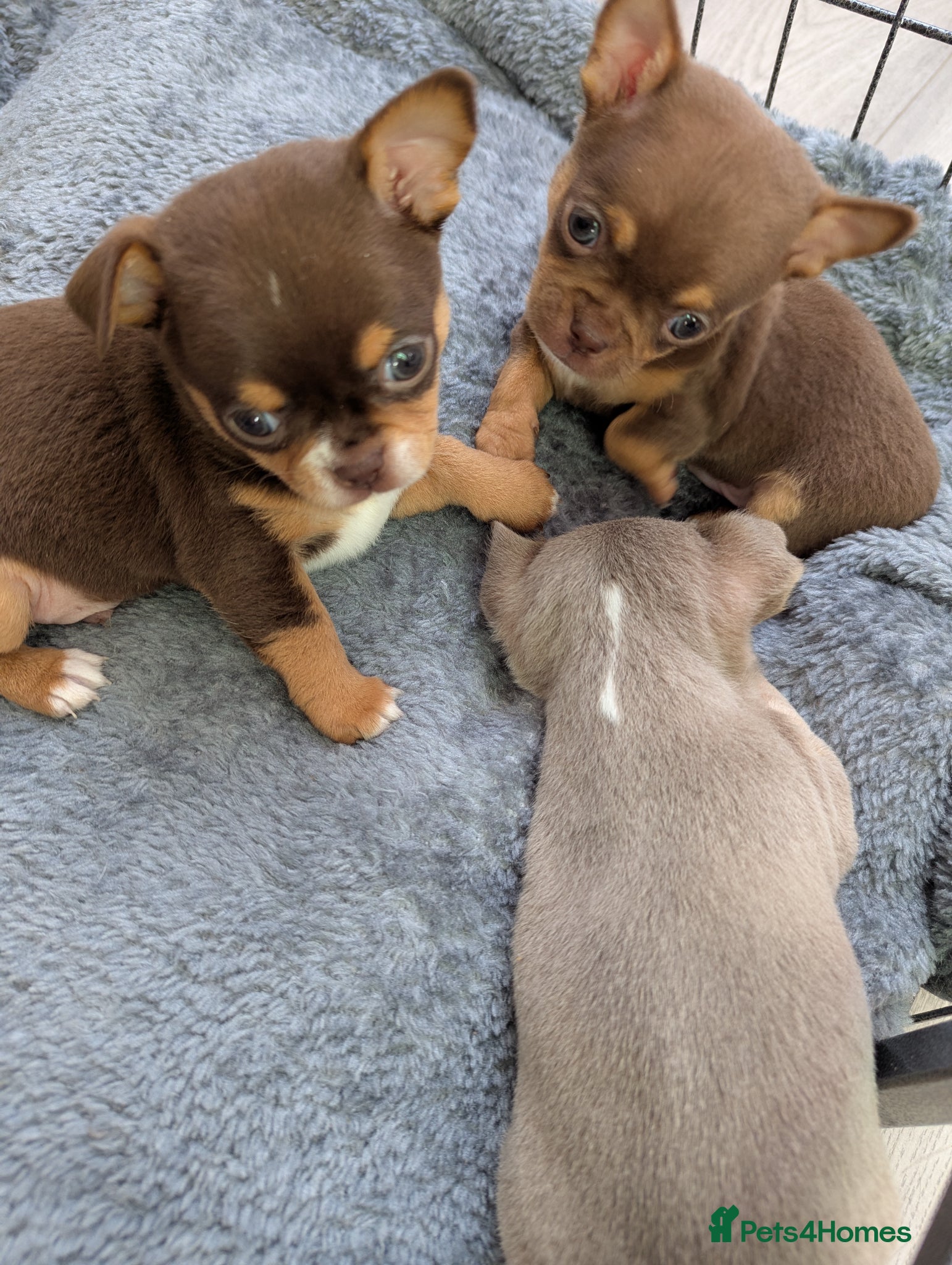 Chihuahua dogs  Very small chihuahua puppies - Advert 16