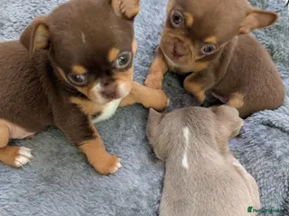 Chihuahua dogs Very small chihuahua puppies - Advert 16