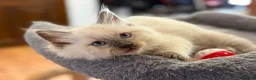Ragdoll cats for sale: 🐾 Ragdoll Kittens 🐾 - Advert 26