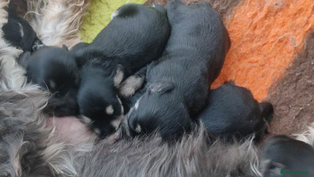 Miniature Schnauzer dogs for sale: Fully health tested and KC registered  - Advert 6