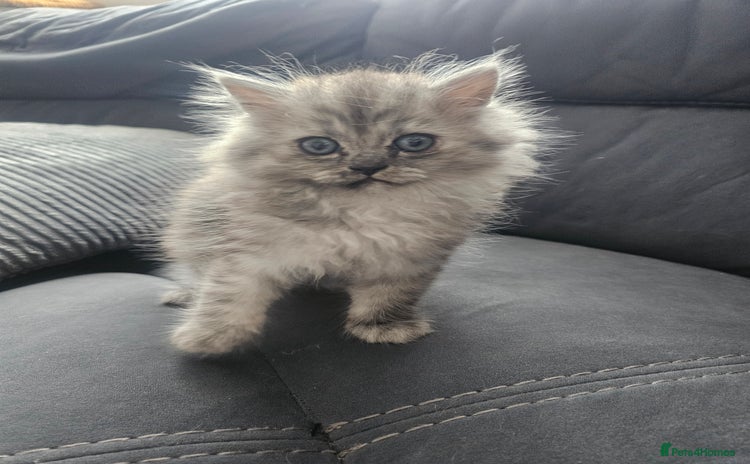 Persian cats - Advert 1