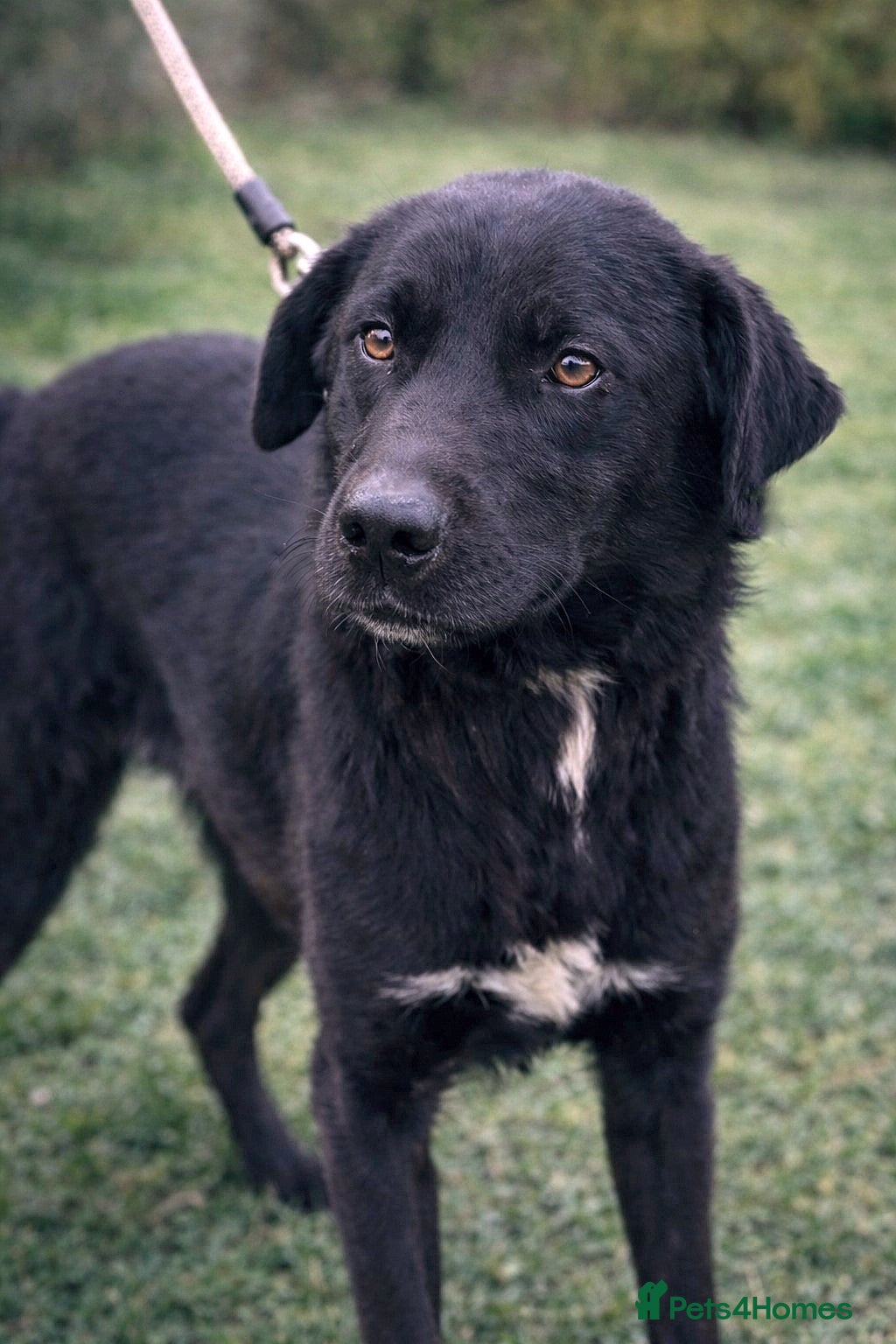 Mixed Breed dogs 🐾 Twixie – a good heart waiting to be chosen 🤍 - Advert 15