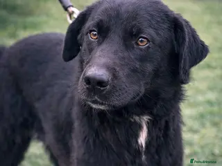 Mixed Breed dogs 🐾 Twixie – a good heart waiting to be chosen 🤍 - Advert 15