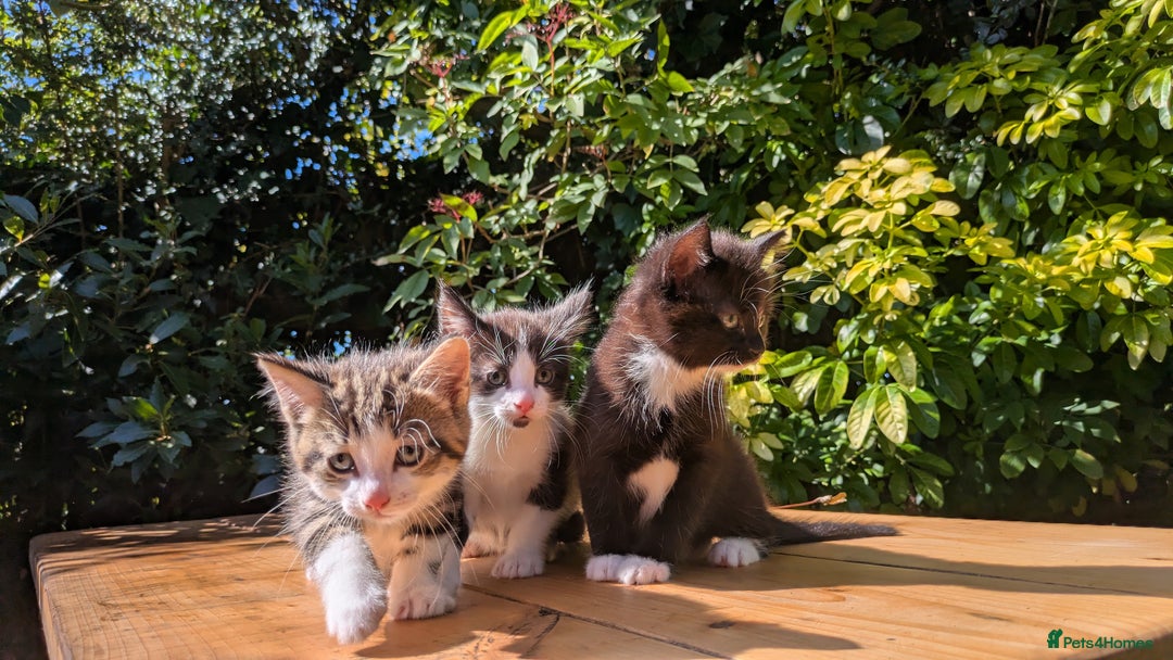 Mixed Breed cats for sale: Tuxedo Kittens - Image 5