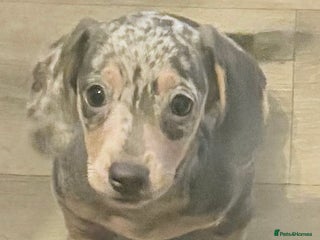 Miniature Dachshund dogs Reduced READY NOW Beautiful unique babies - Advert 8