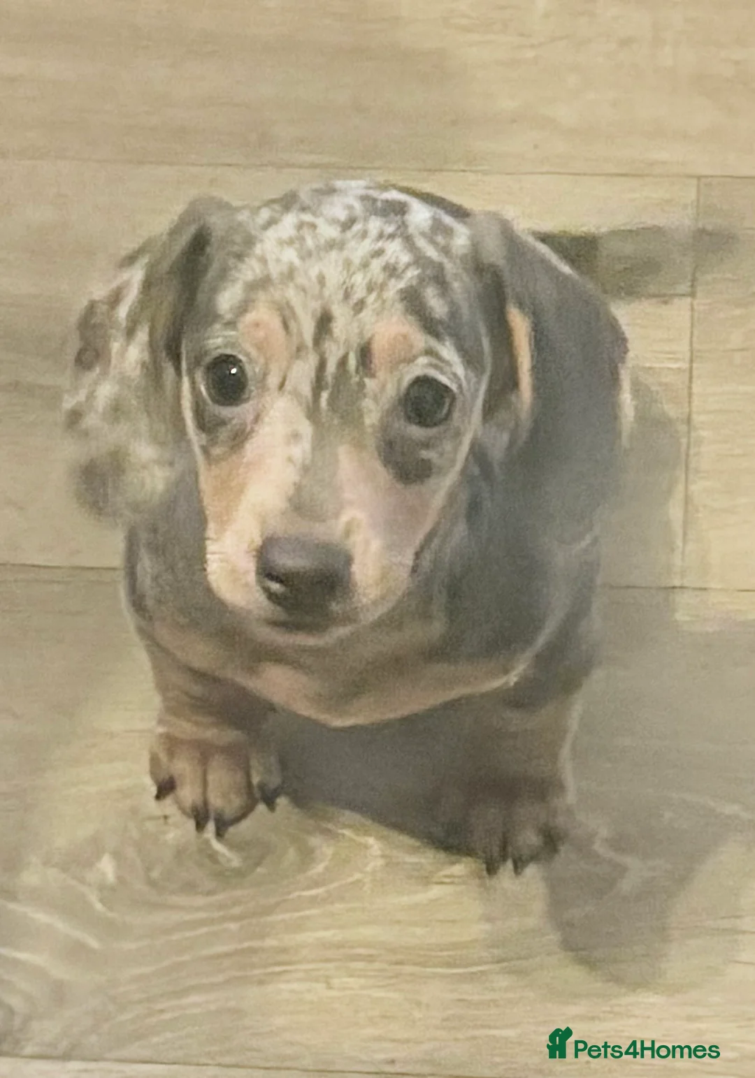 Miniature Dachshund dogs for sale: Reduced READY NOW Beautiful unique babies  - Advert 1