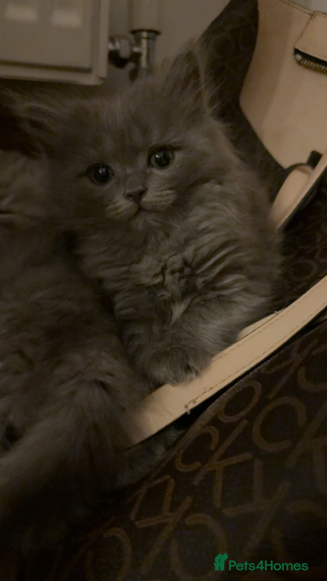 British Shorthair cats for sale: 5 British Chinchilla Shorthair Mix Kittens - Advert 14