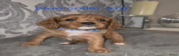 Cavalier King Charles Spaniel dogs for sale: Cavalier king charles spaniels in Fleetwood - Advert 19