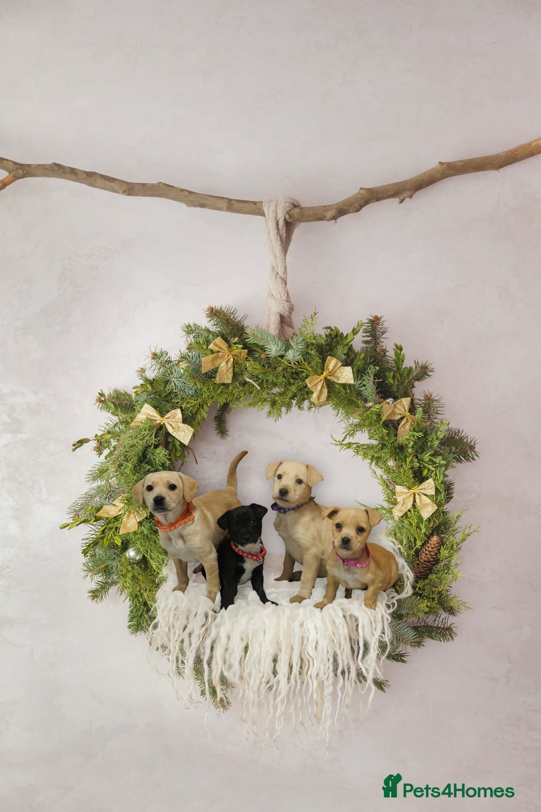 Jack Russell dogs for sale: 4 gorgeous girl ready now the perfect cams present - Advert 2