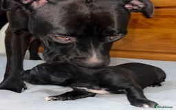 Cane Corso dogs for sale: Cane Corso Puppies for Sale - Image 11