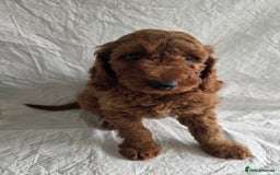 Goldendoodle dogs for sale: 👑Superb Rare Toy/Mini Deepest Red Goldendoodles👑 - Image 15