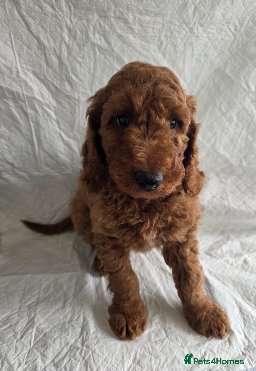 Goldendoodle dogs for sale: 👑Superb Rare Toy/Mini Deepest Red Goldendoodles👑 - Image 15