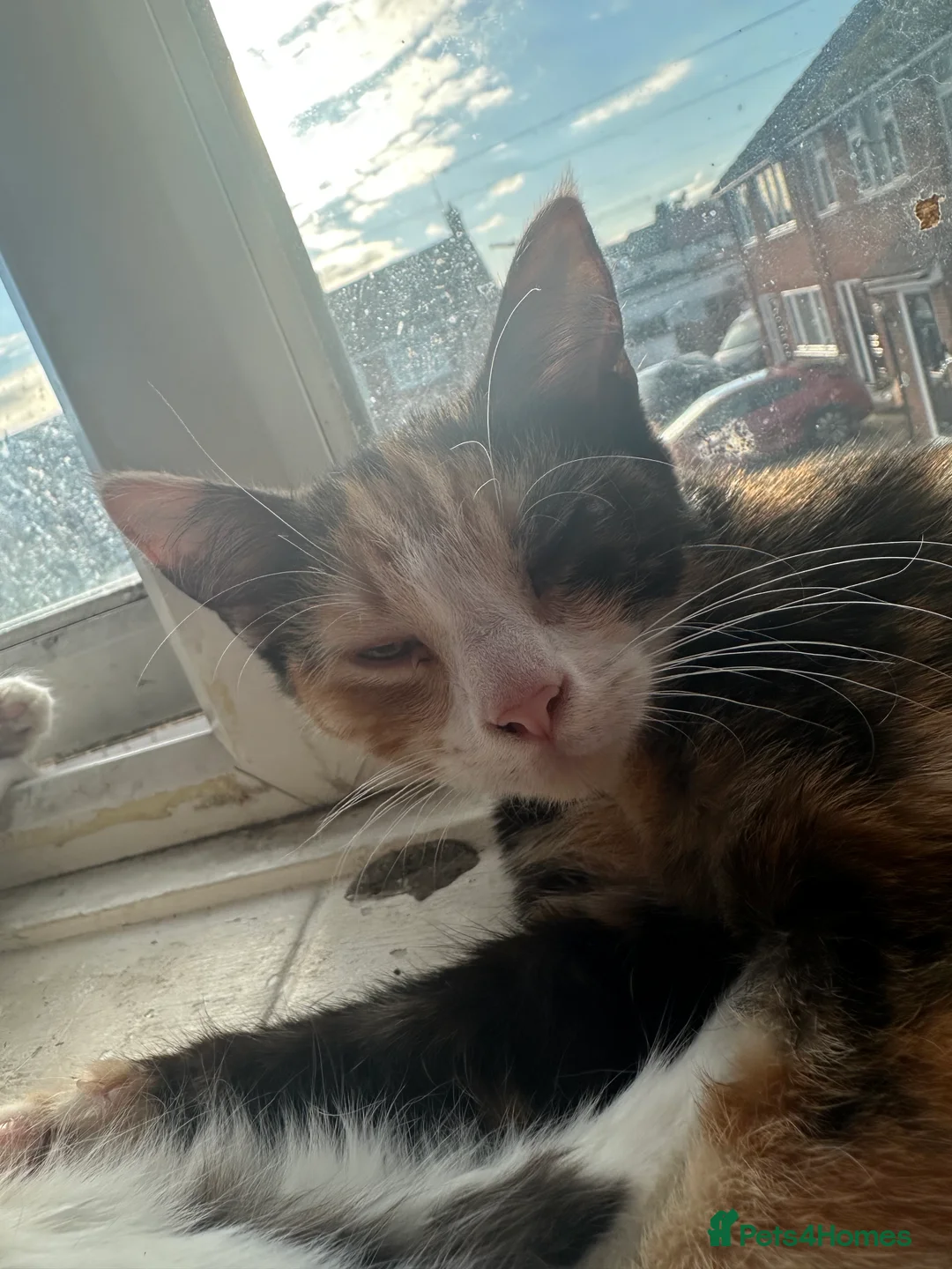 Mixed Breed cats for sale: 4x mixed breed kittens age 5 months old - Advert 3