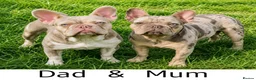 French Bulldog dogs for sale: 🐾 French Bulldogs Isabella Merle & New Shade 🐾 in Droitwich - Advert 2