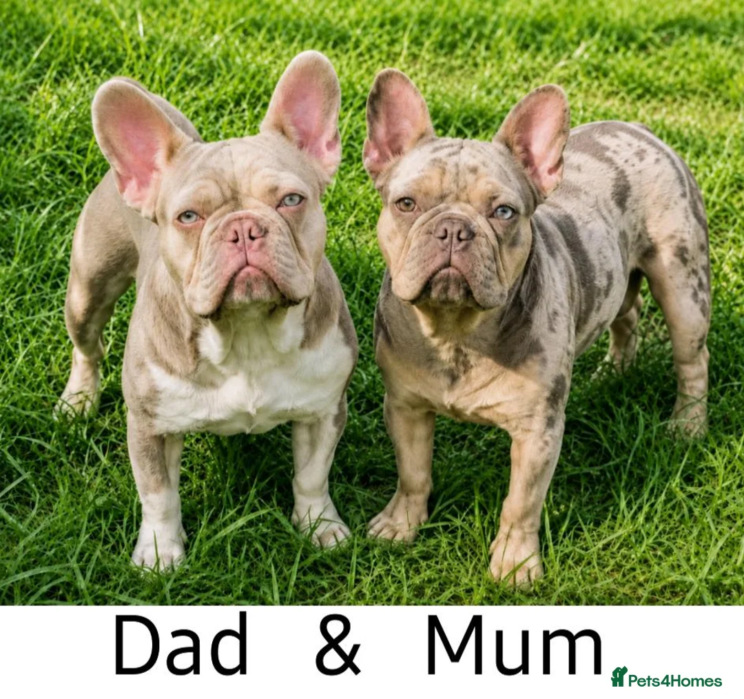 French Bulldog dogs for sale: 🐾 French Bulldogs Isabella Merle & New Shade 🐾 in Droitwich - Advert 2