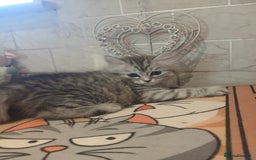 Scottish Fold cats for sale: ready to leave!! 2 Scottish straights  - Image 8