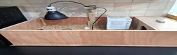 Tortoise reptiles for sale: Baby horsefield tortoises full setup available  - Advert 6