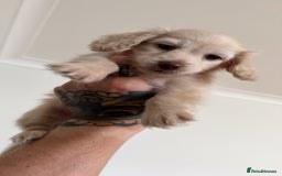 Miniature Dachshund dogs for sale: Pale cream miniature dachshund  - Image 3