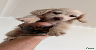 Miniature Dachshund dogs - Advert 15