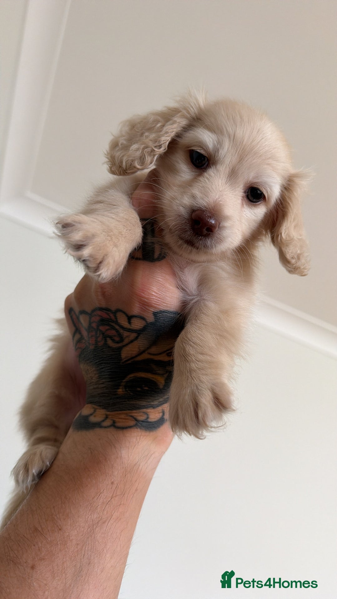 Miniature Dachshund dogs for sale: Pale cream miniature dachshund  - Image 3