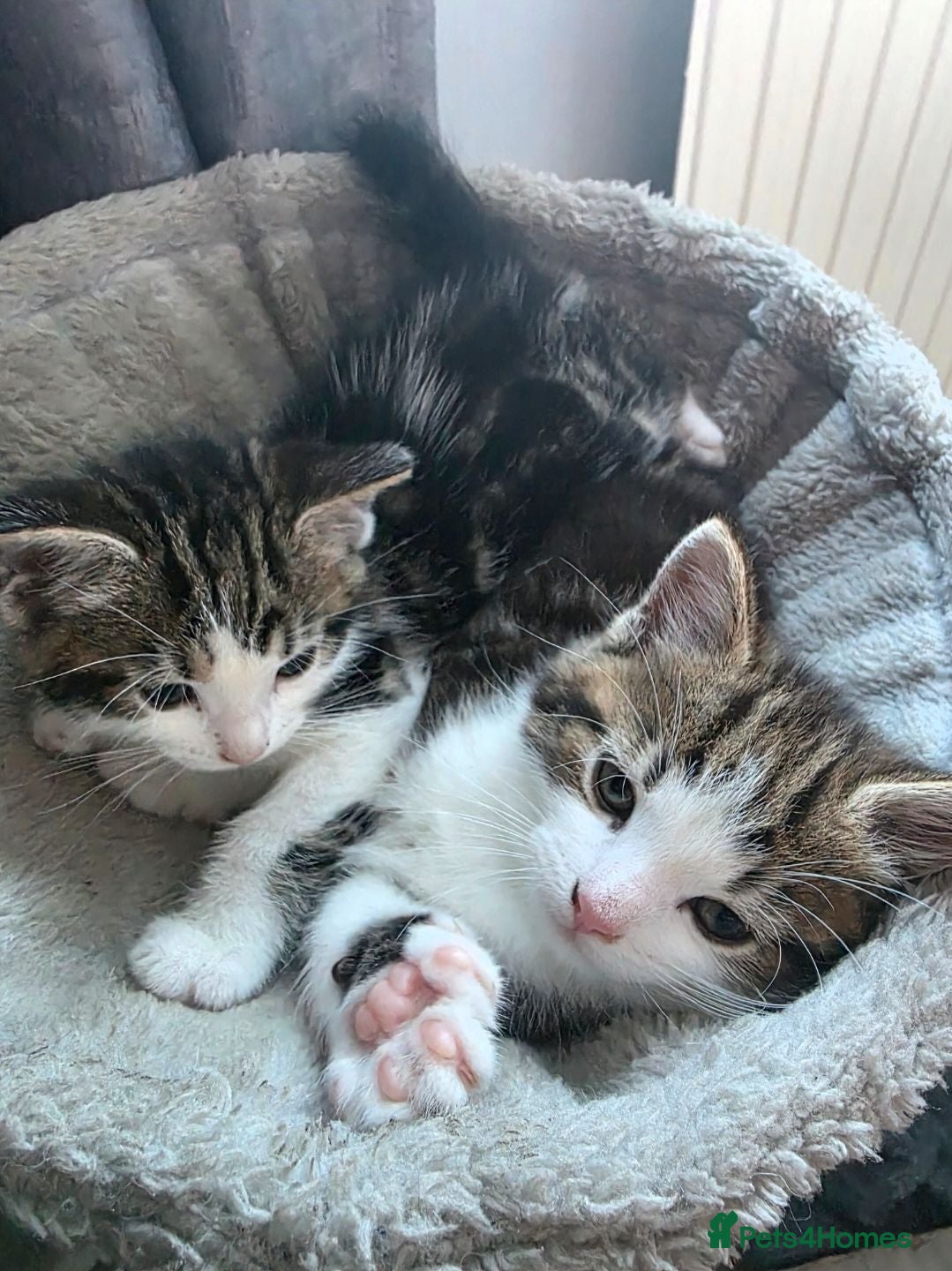 Mixed Breed cats Beautiful male kittens looking for forever home - Advert 2