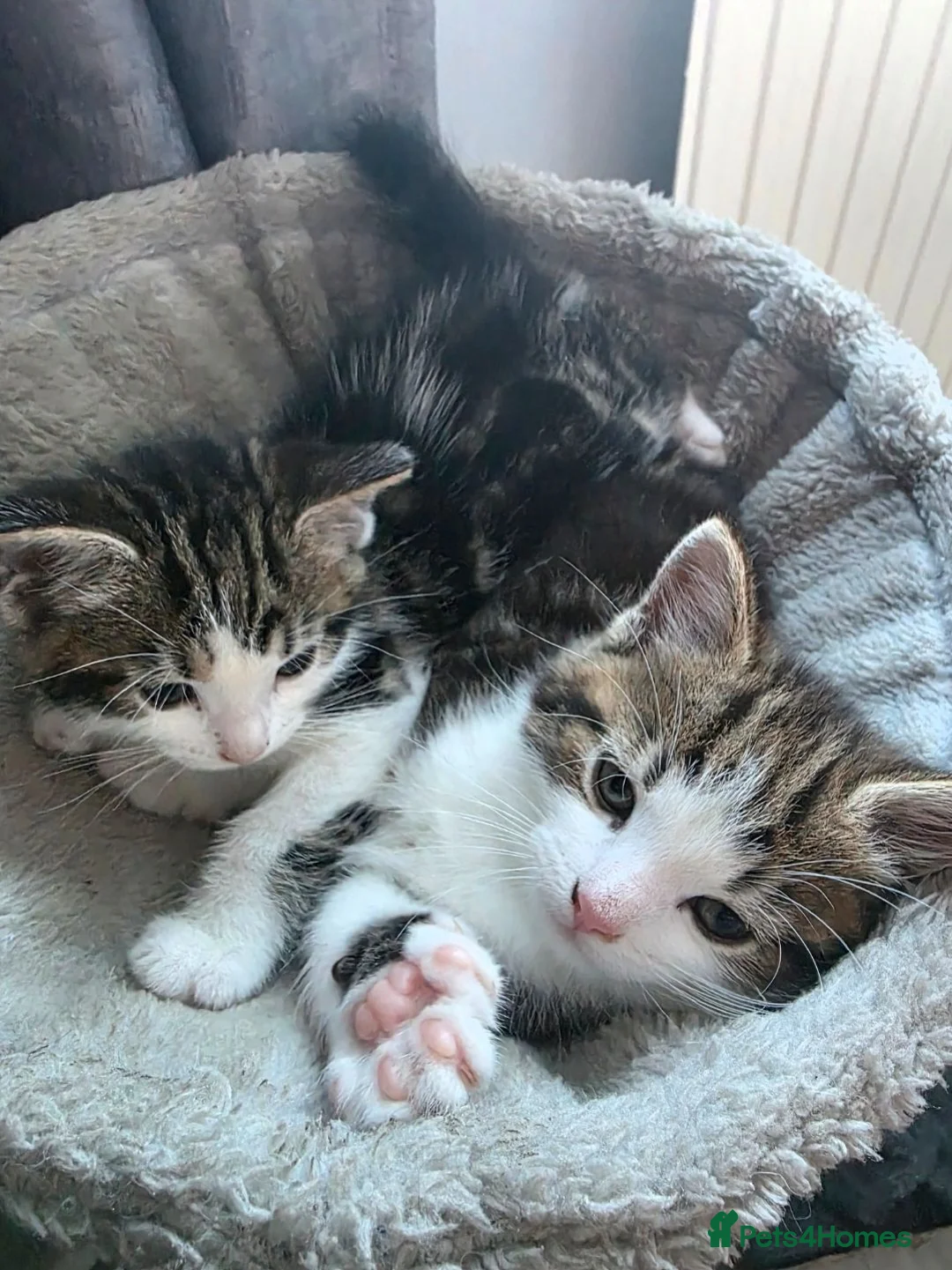 Mixed Breed cats for sale: Beautiful male kittens looking for forever home in Glastonbury - Advert 1