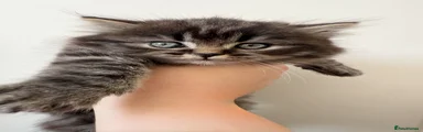 Scottish Fold 1