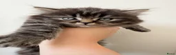 Scottish Fold cats for sale: Scottish fold - Scottish straight  - Advert 3