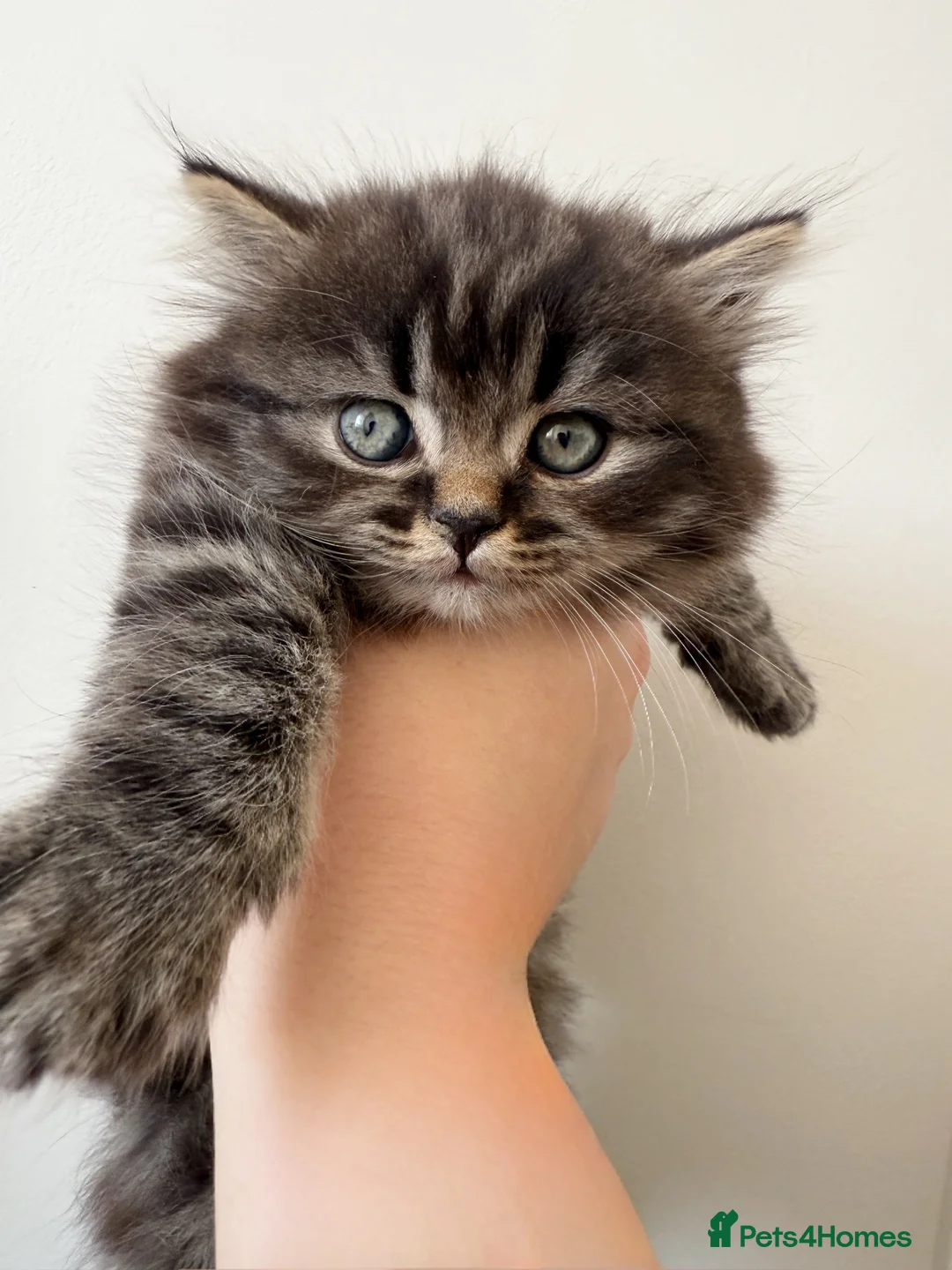 Scottish Fold cats for sale: Scottish fold - Scottish straight  - Advert 3