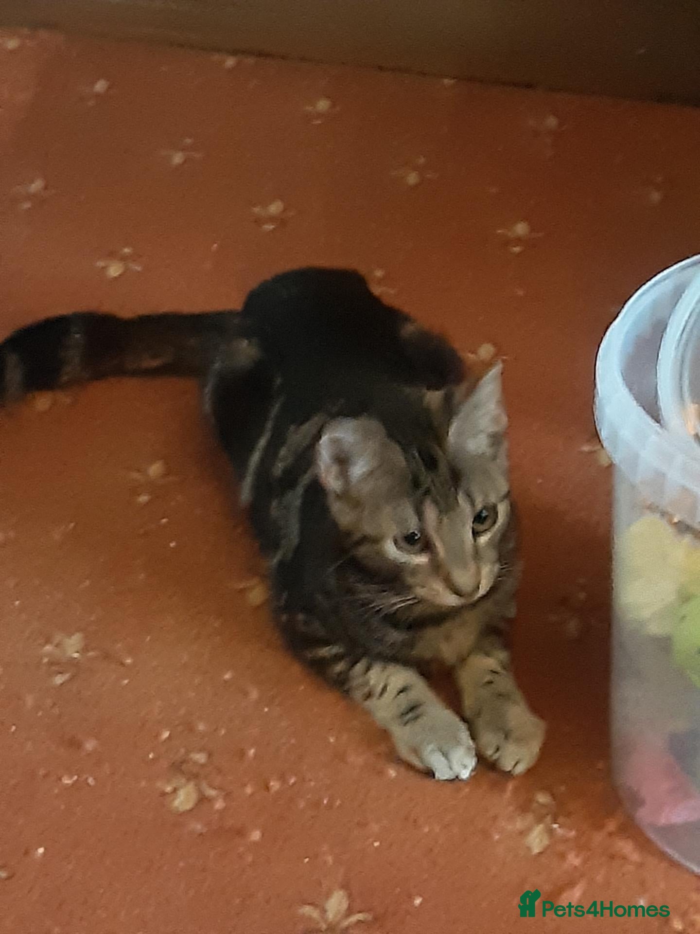 Mixed Breed cats Two bonded kittens for adoption - Advert 1