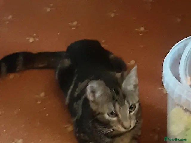 Mixed Breed cats for adoption: Two bonded kittens for adoption - Advert 2
