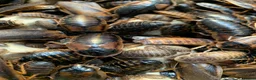 Cockroaches invertebrates for sale: Dubia Roaches, All Sizes, Excellent Feeder Insects in Bridport - Advert 3