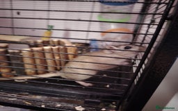 Gerbil rodents for sale: 2 male gerbils plus cage - Image 3