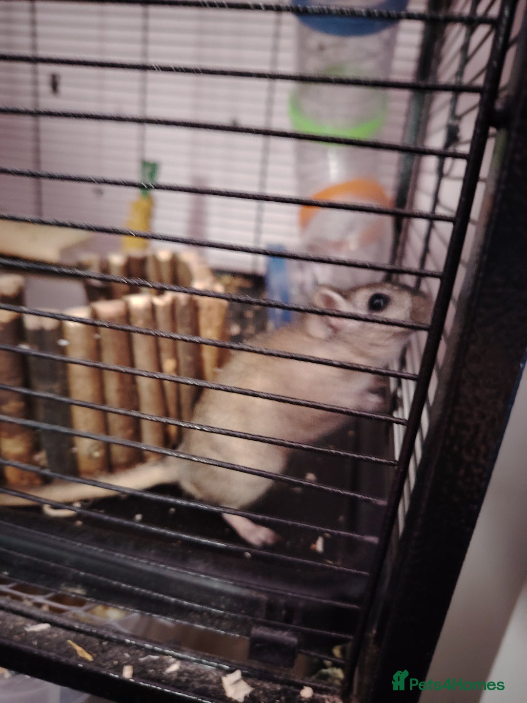 Gerbil rodents for sale: 2 male gerbils plus cage - Image 3