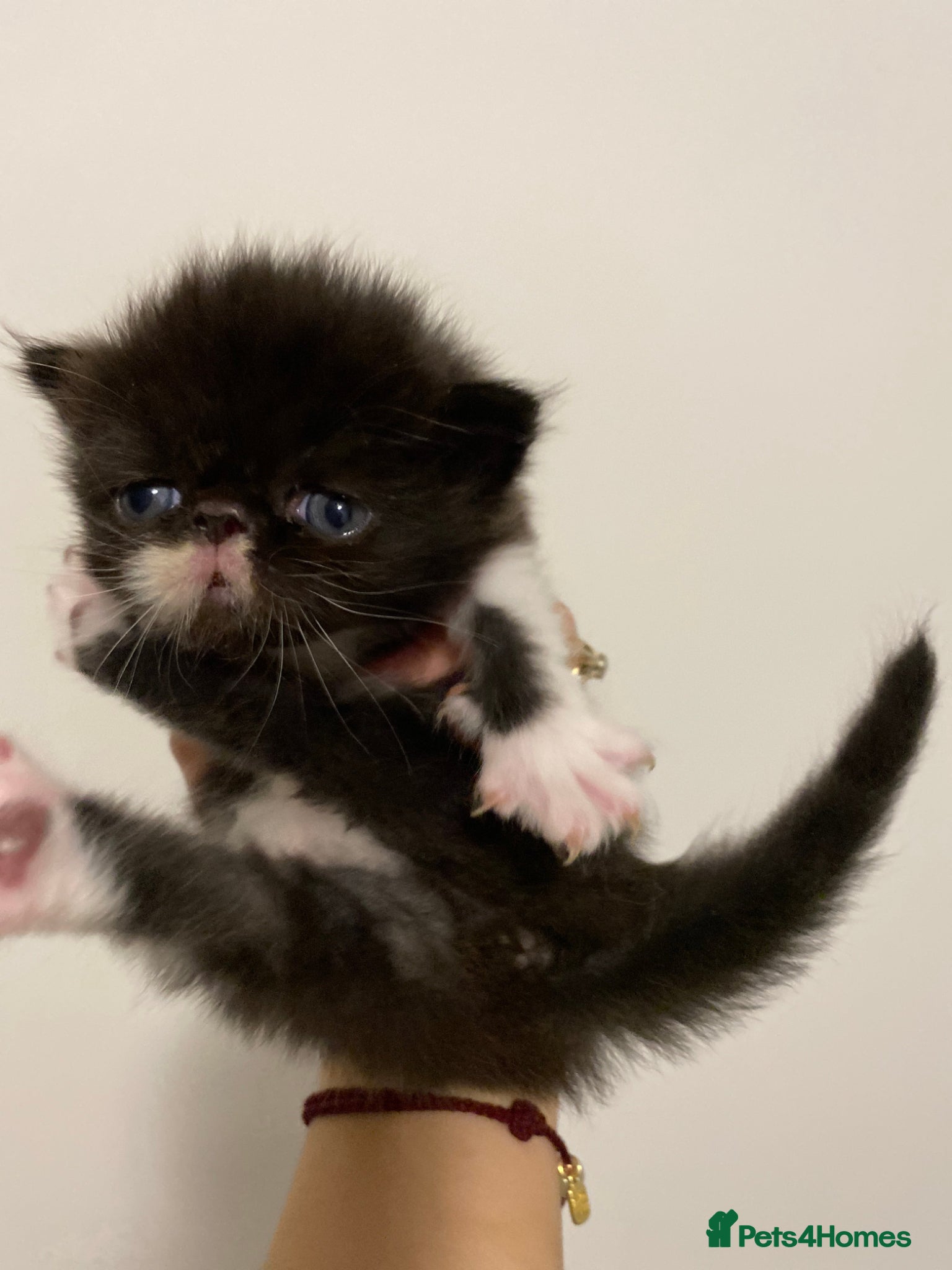 Persian cats Our beautiful litter of 3 Persian x  kittens - Advert 18