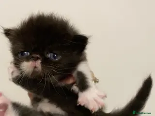 Persian cats Our beautiful litter of 3 Persian x kittens - Advert 18