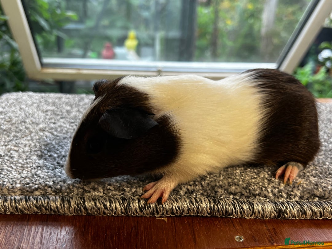 Guinea Pig rodents for sale: Bonded group of young boars - Image 17