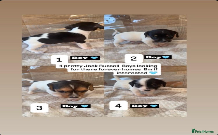 Jack Russell dogs JackRussell puppies ready for there forever homes  - Advert 2