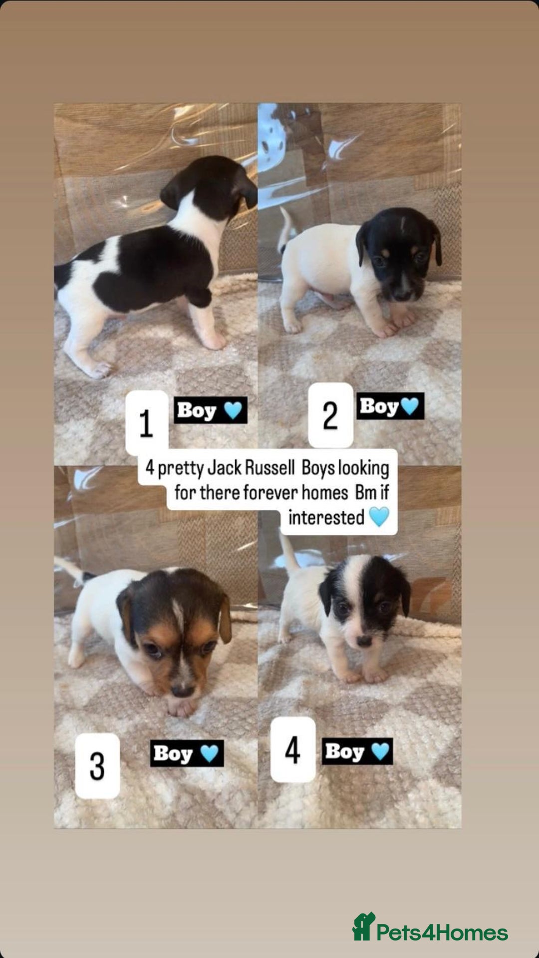Jack Russell dogs for sale: JackRussell puppies ready for there forever homes  - Advert 1