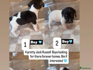 Jack Russell dogs JackRussell puppies ready for there forever homes - Advert 7