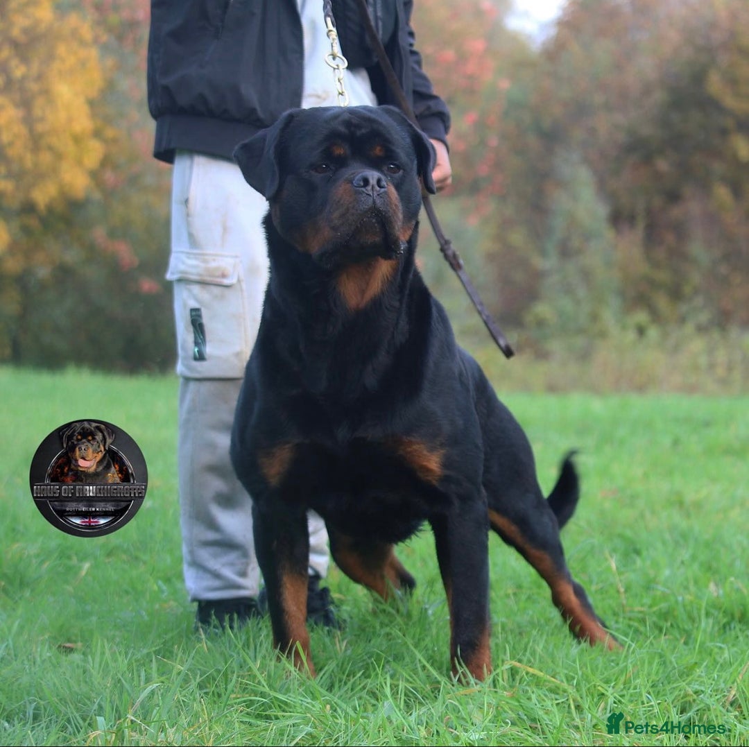 Rottweiler dogs for sale: Top KC Registered Rottweiler Puppies For Sale - Image 10