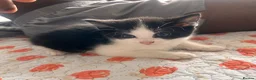 Mixed Breed cats for sale: Kittens  - Advert 23