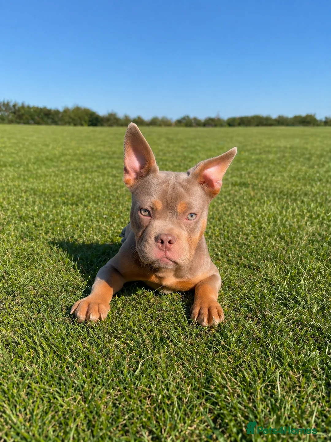 Mixed Breed dogs for sale: Adorable Frenchie x Pocket Bully Pups  - Advert 7