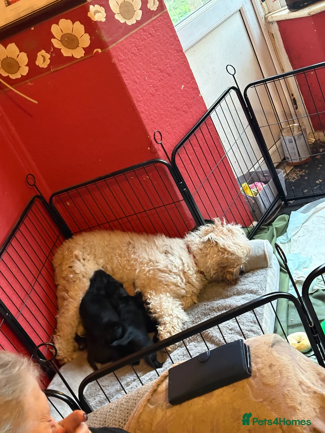 Labradoodle dogs for sale: Labradoodles puppy’s for sale  - Advert 6