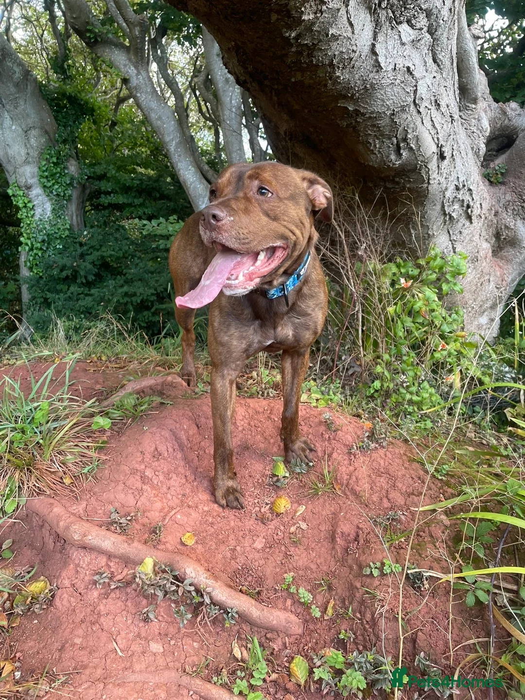 Mixed Breed dogs for stud: 3 year old Staffy X Rottweiler  - Advert 2